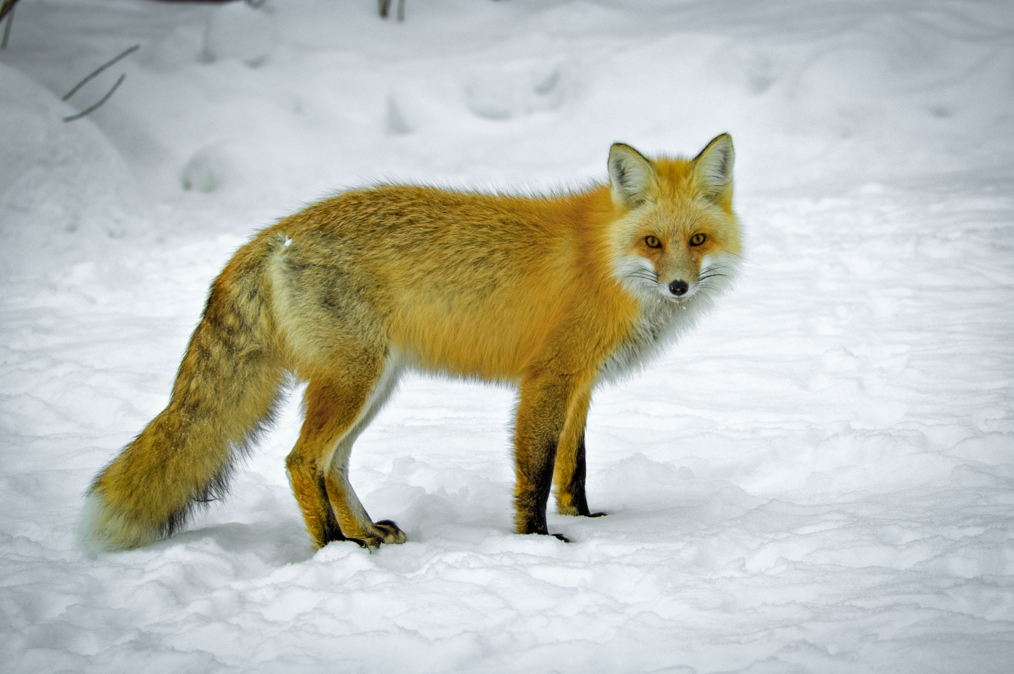 Animals_Fox_Winter
