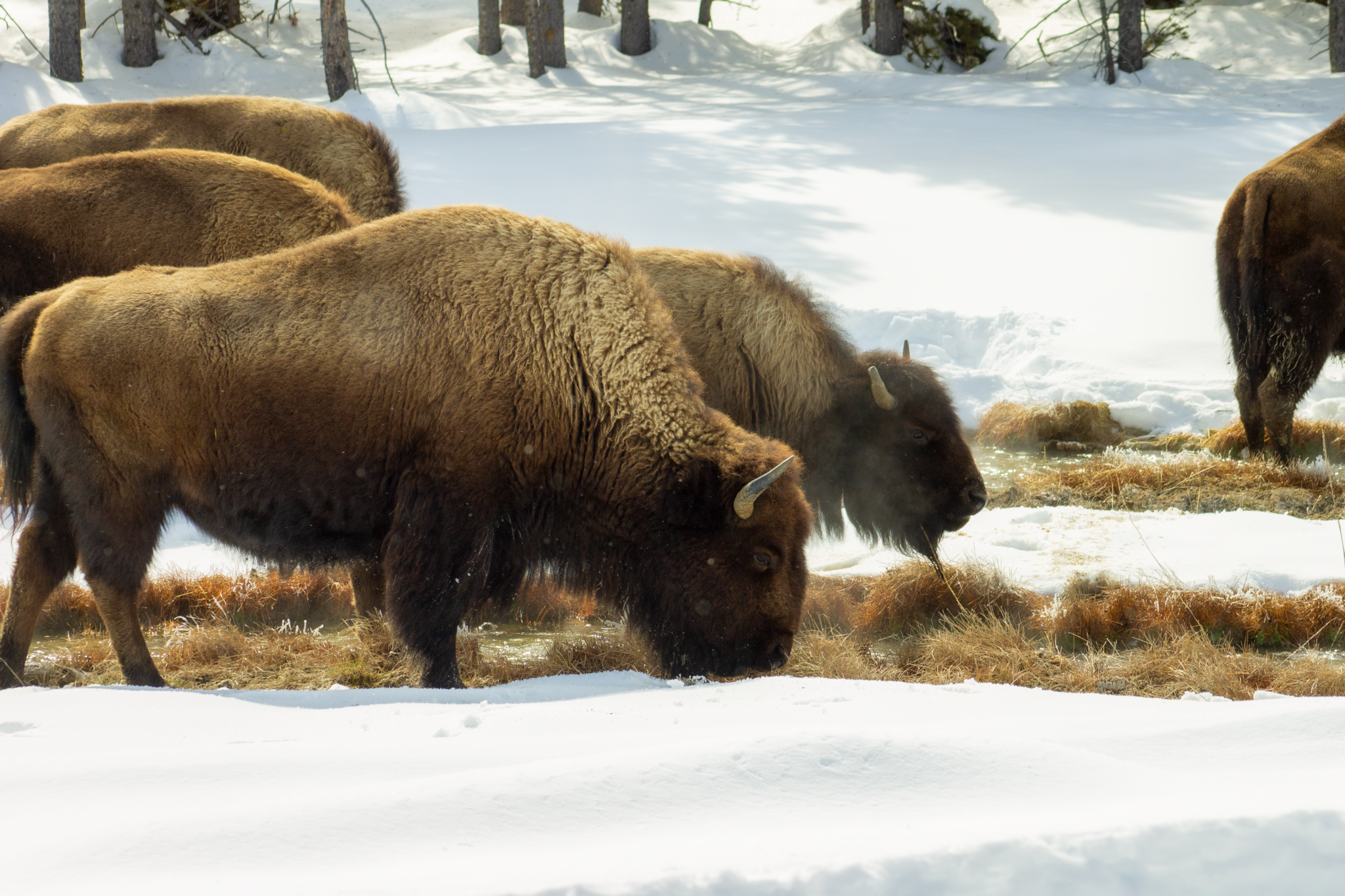 Animals_bison_Animals_Winter_IMG_3816